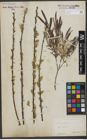 Foto von Salix viminalis L.